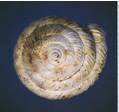 Shell, 17mm long of Helix rysa